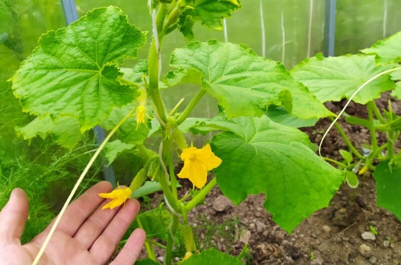 Огурцы в теплице в этом году.