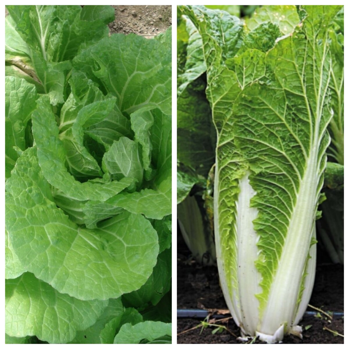 Пекинская капуста. 