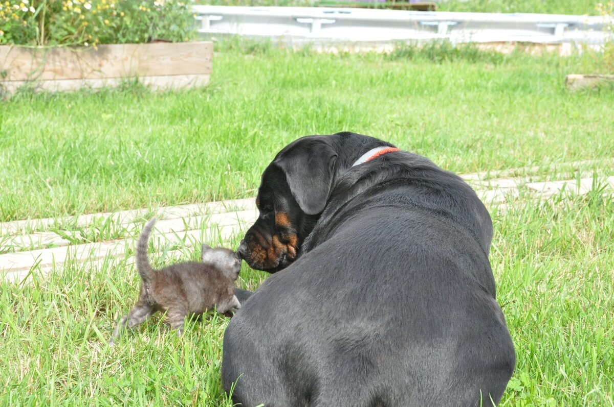 Котенок и ротвейлер