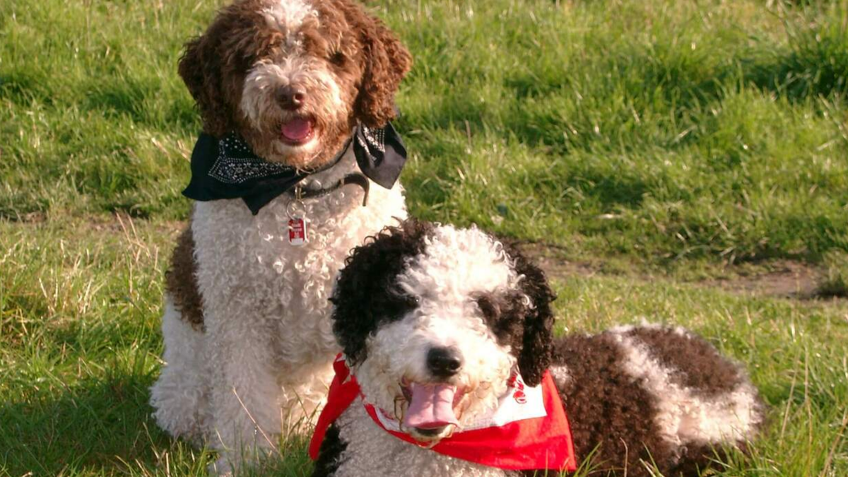 Испанские водяные собаки