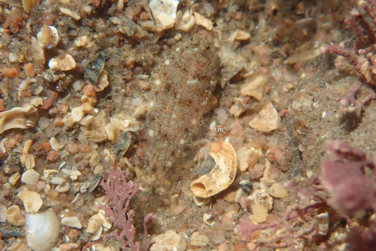 Фото: marinemumbles.com