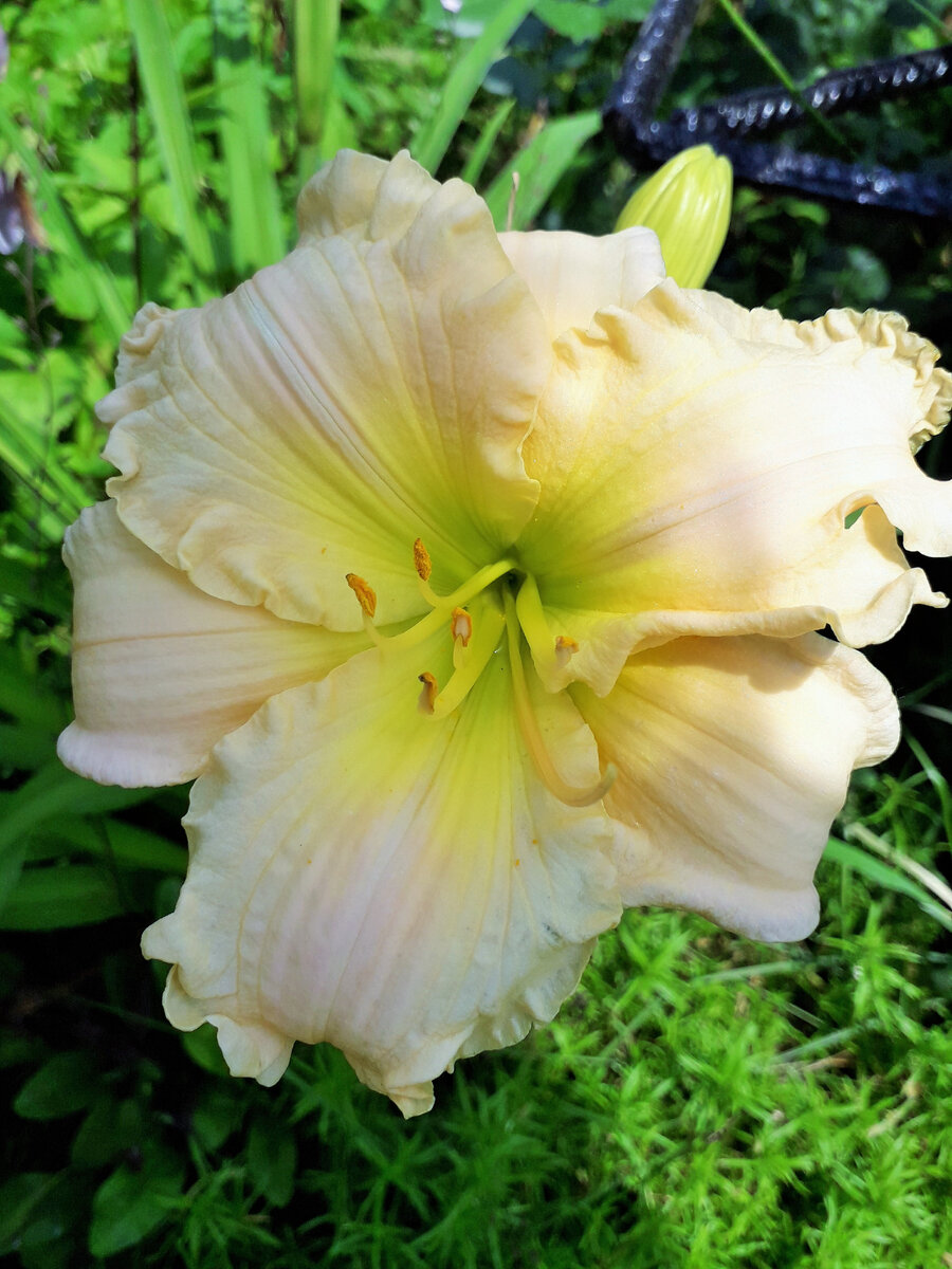 Лилейник - White Temptation