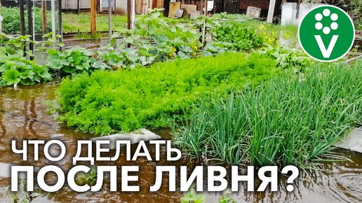 Будьте Начеку! Если Затопило Огород: простые шаги для спасения урожая