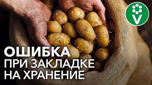 НИКОГДА ТАК НЕ ДЕЛАЙТЕ ПОСЛЕ УБОРКИ КАРТОФЕЛЯ! Ошибки из-за которых картошка быстро портится