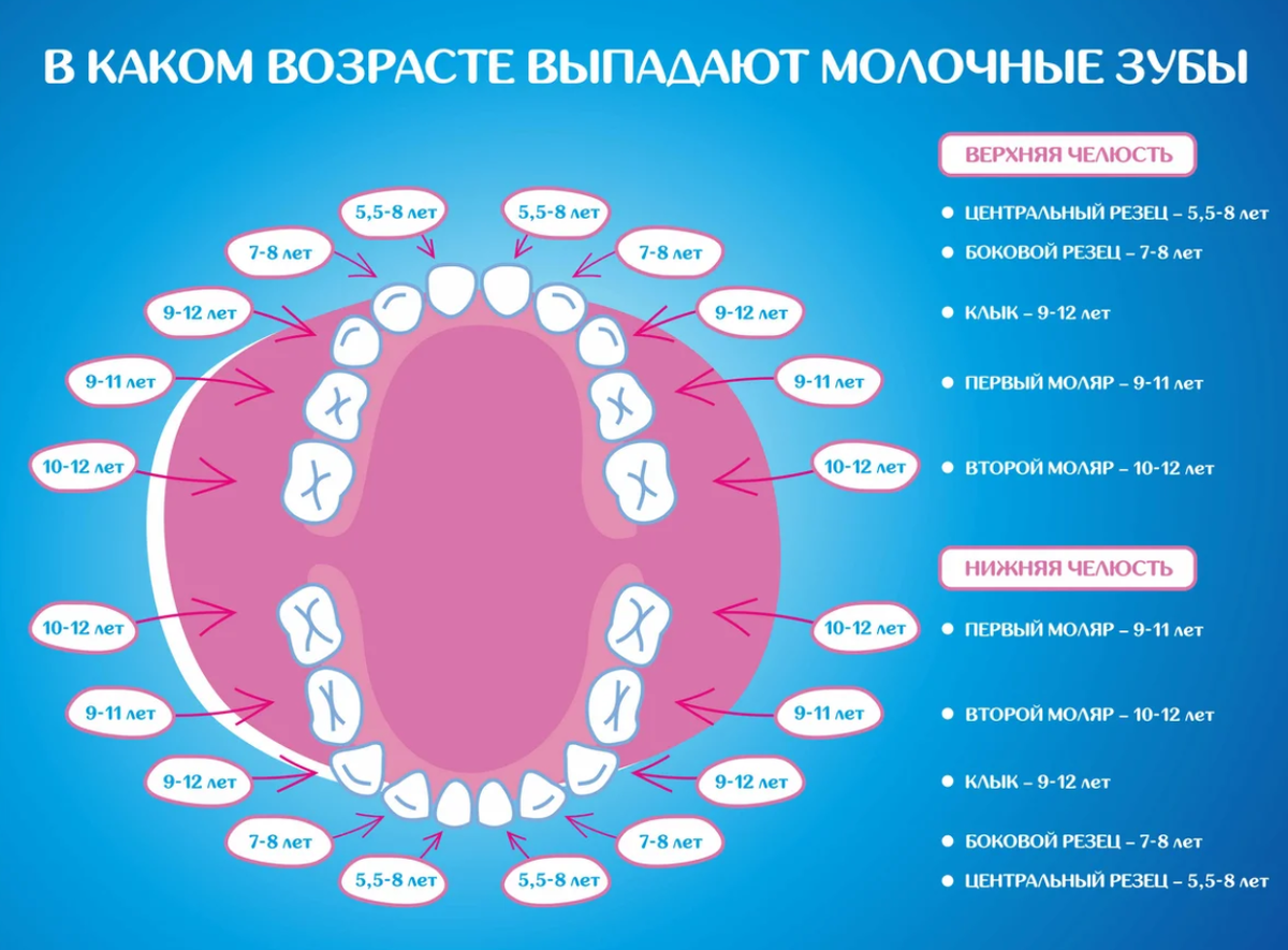 Порядок прорезывания зубов у детей схема до 2 лет