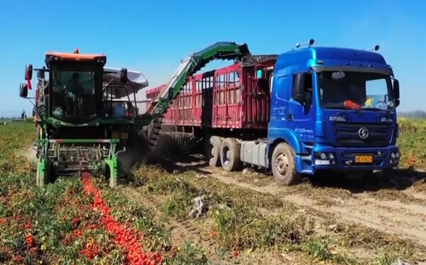 Инновационный комбайн для уборки томатов в Китае 