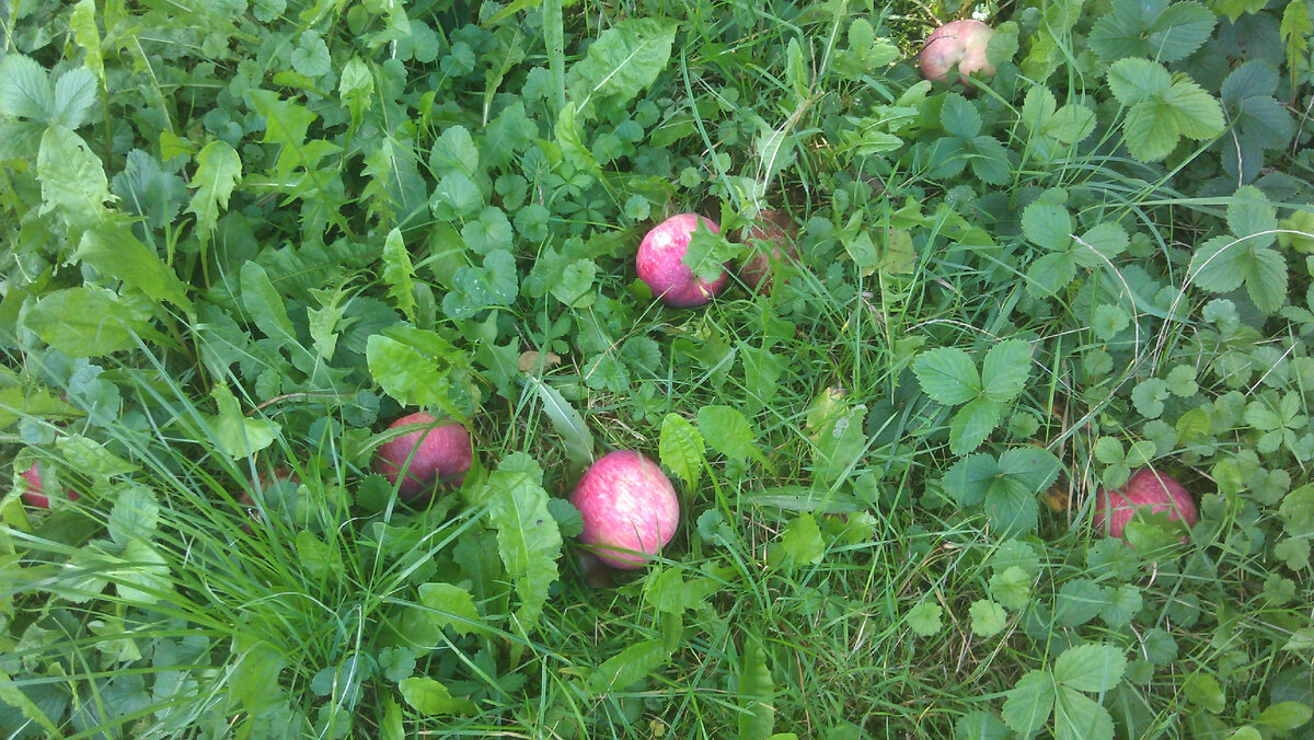 Дети их называют «падшими яблоками»