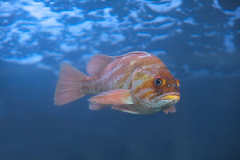 Максимальная продолжительность жизни алого морского окуня - 205 лет (Getty Images).