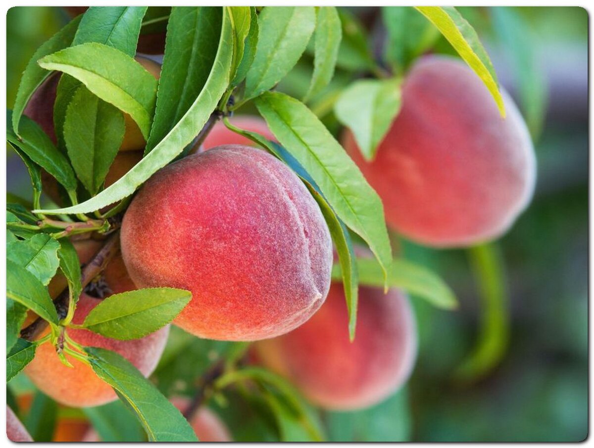 Персики — уникальный плодовый вид