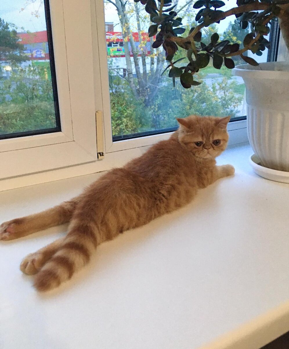 Рыжая кошка — к счастью в семье. Рыжий окрас кошек — редкость, в основном, рыжие — коты.