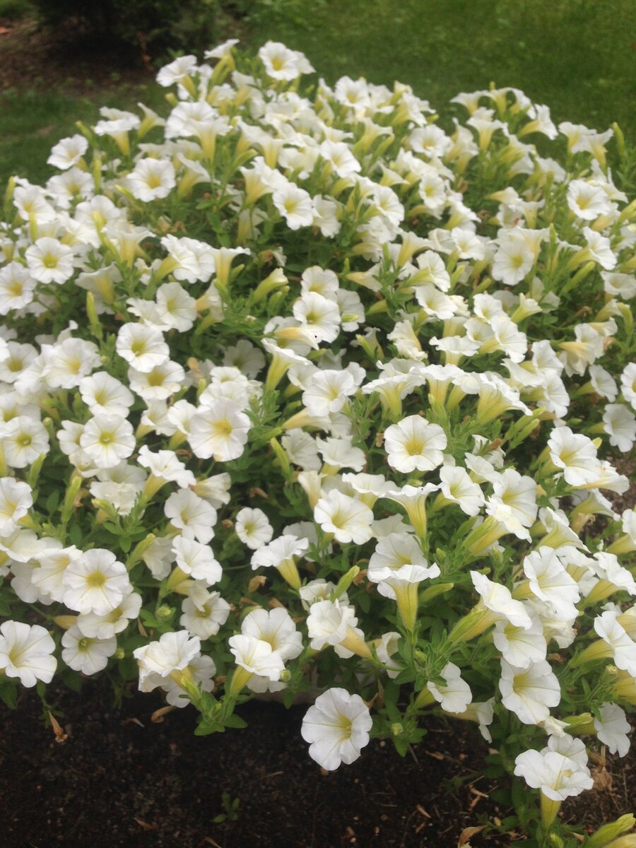 Калиброхоа белая