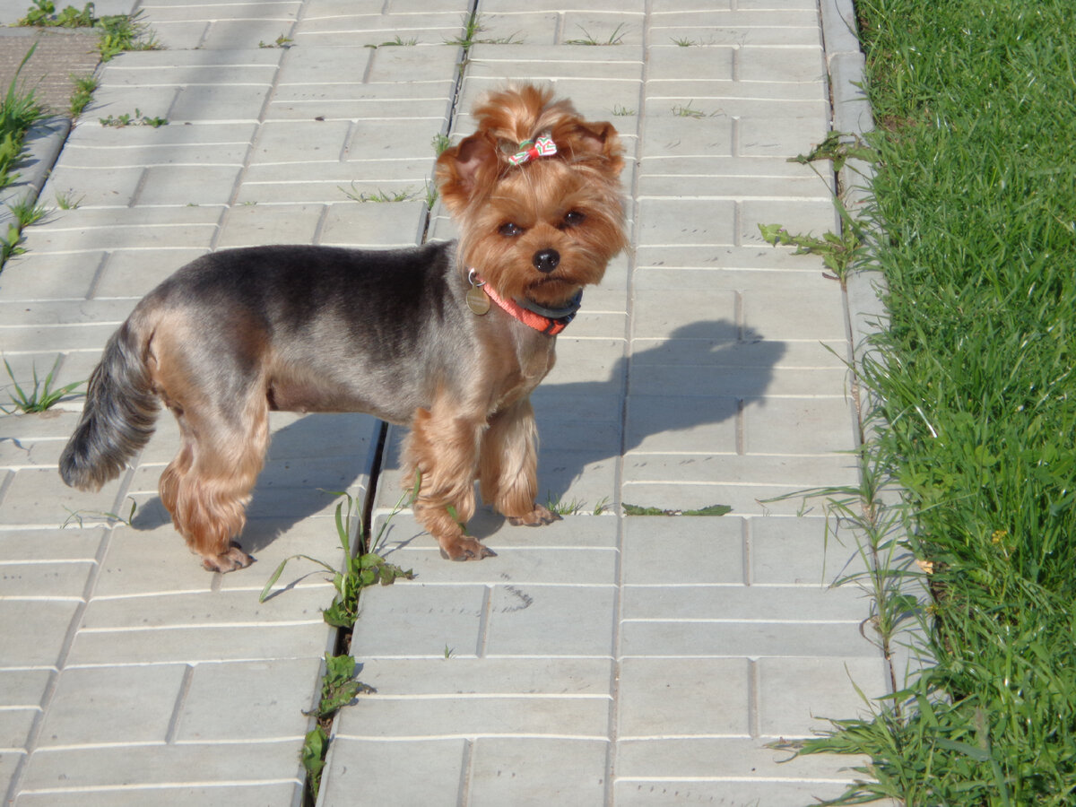 На этом фото Бусинке 3 года. Как диванная собачка она выглядит только в первый день после посещения салона собачьей красоты.