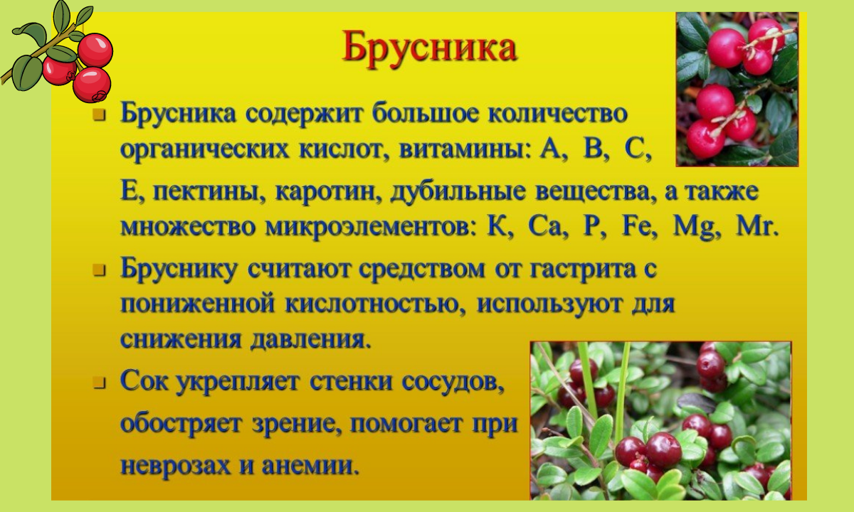 Ягоды полезные свойства и противопоказания. Чем полезна брусника. Чем полезна брусника для организма. Чем полезна ягода брусника. Чем полезна брусника для организма человека.