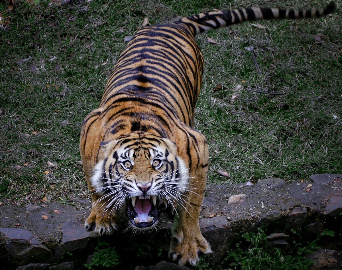 Тайгер тигр. Суматра тигр. Бенгальский длиннопенисный тигр. Нападающий Амурский тигр. Звук крадущегося 5 букв