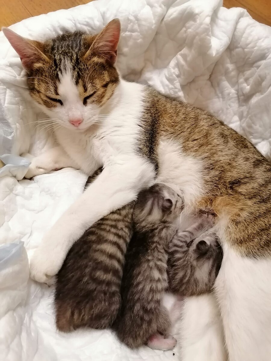 Китти с котятами у нас дома, по приезде, 25 октября 2021. Котятам 1 неделя и 1-2 дня. Фото автора