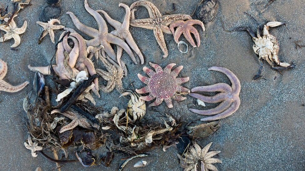 Морские звезды, крабы и моллюски были найдены на пляже в Калбин-Сэндс