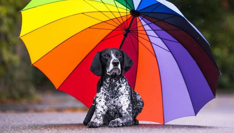 Добавьте описание