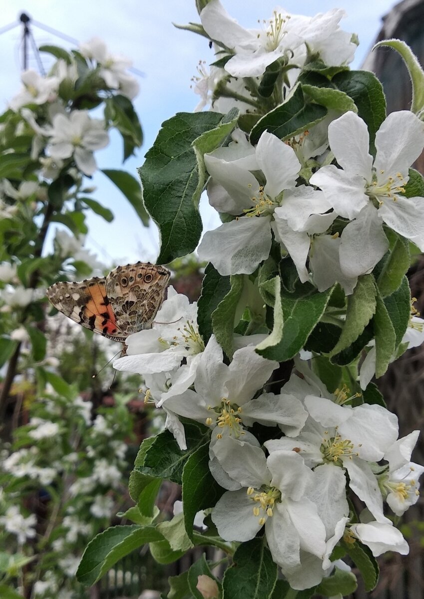 Цветущая яблоня, фото автора
