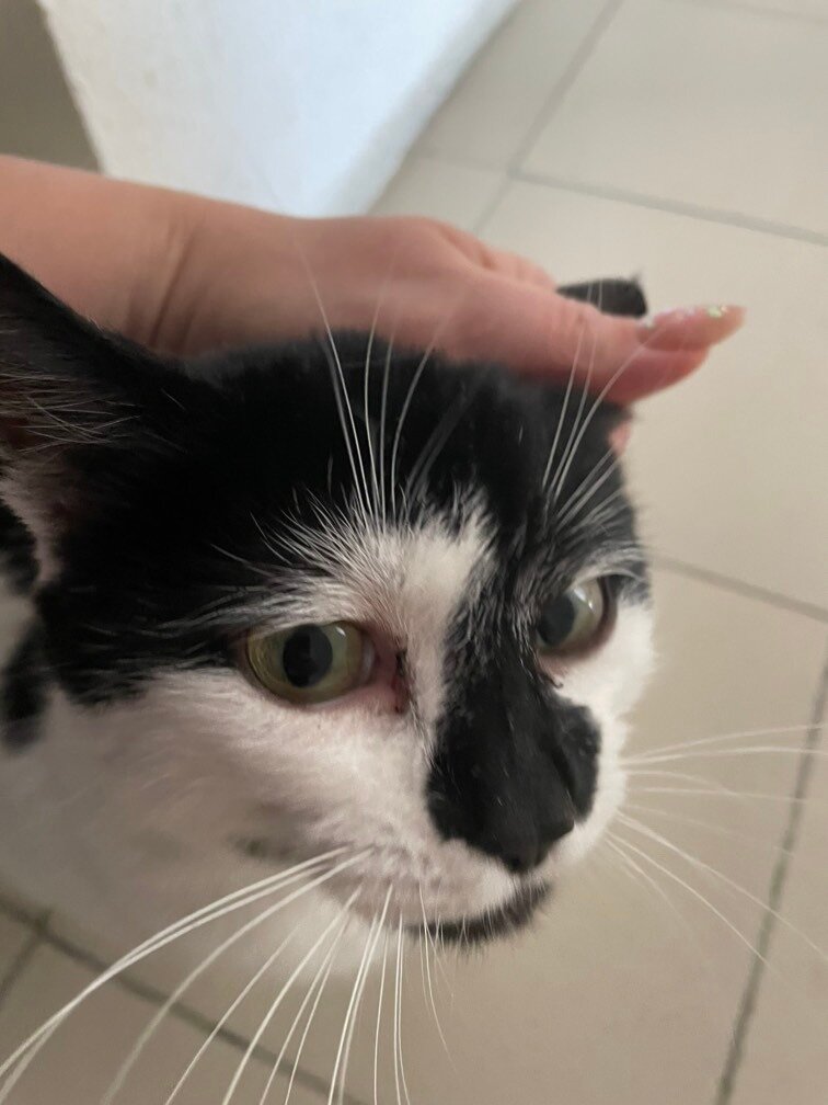 Кошка совсем молодая