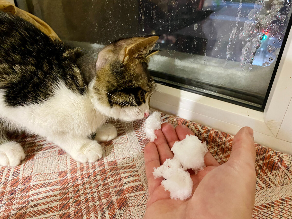 Вчера Симба впервые в жизни увидел снег. Особо не впечатлился