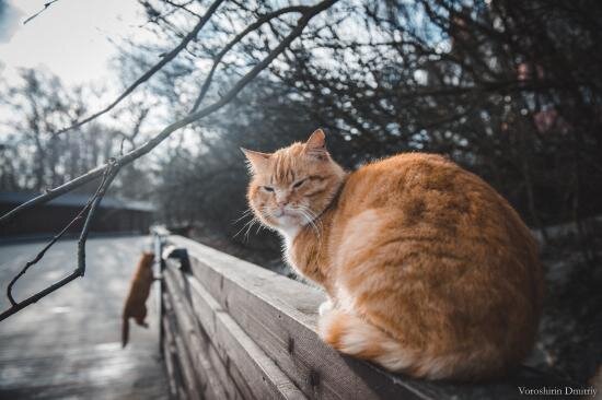 Коты Зеленоградска