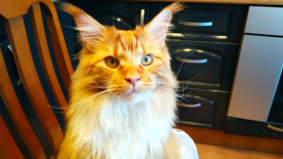 Мейн кун Степа.