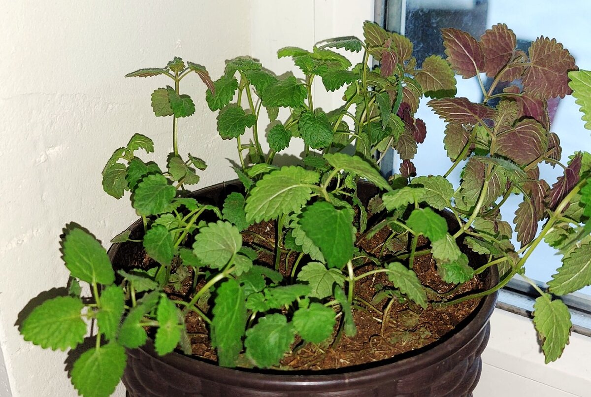 Мелиса "Сладкий сон". Посеяна в конце ноября. Прекрасно растёт на южном окне без подсветки. Выращиваю для добавления в чай зимой, часть возможно по весне высажу в открытый грунт.