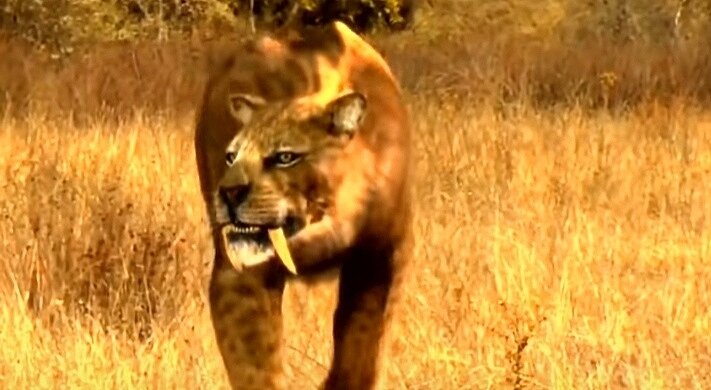 Саблезубый тигр на охоте 