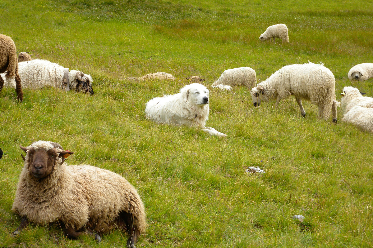 Собаки для охраны овец