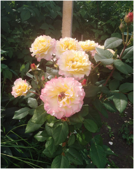 Всё о розе на сайте Gardenia.ru