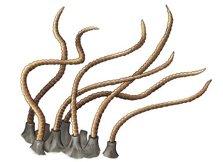 Это наиболее похожая картинка. Отличия в том, что не было такого возвышения входа в норку (если правильно помню), а свободный конец червя был не острым, а тупо закруглялся и имел заметное отверстие