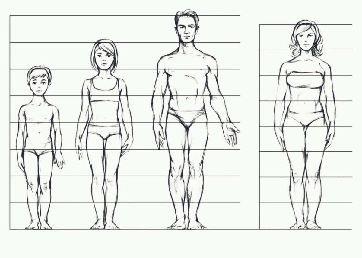 Высота человека рисунок. Пропорции человека для рисования. Пропорции человеческого Тула. Пропорции человека рисунок. Пропорции фигуры чловек.