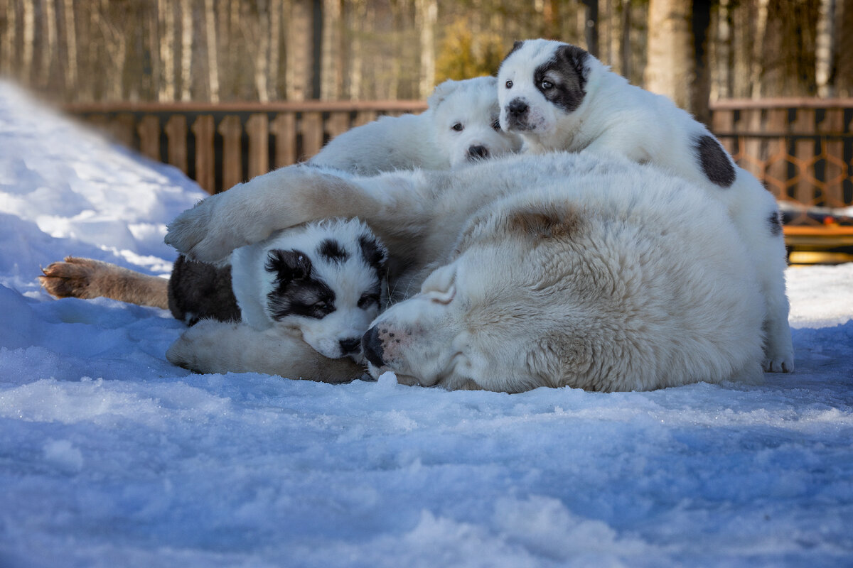 И не только я привязываюсь к малышам, на фото Бабушка Моня, у меня нет слов когда я вижу эту картину..и сразу направшивается фраза, что чужих детей не бывает!