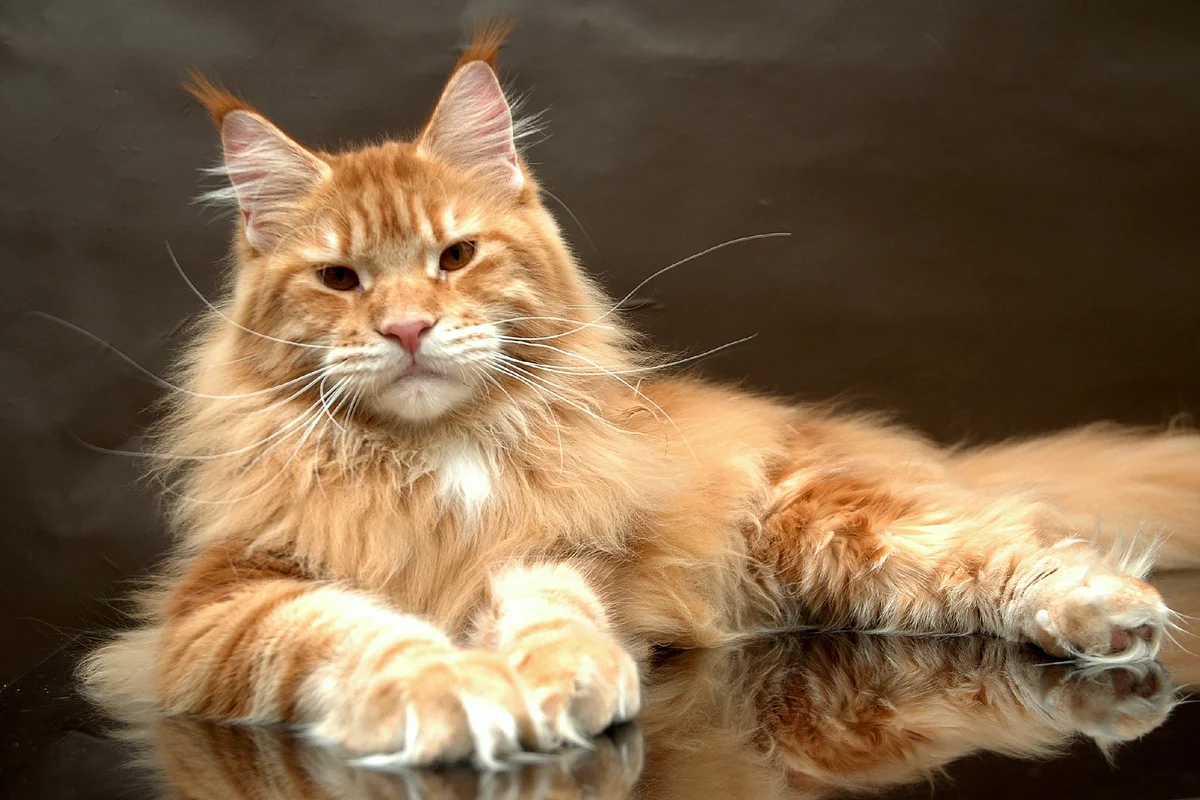 Чаще всего в российских семьях живут кошки, средний вес которых 3,5-5 кг. Остальные породы кошек считают крупными.  В нашей стране любят больших кошек.  Кто эта пятёрка великанов?