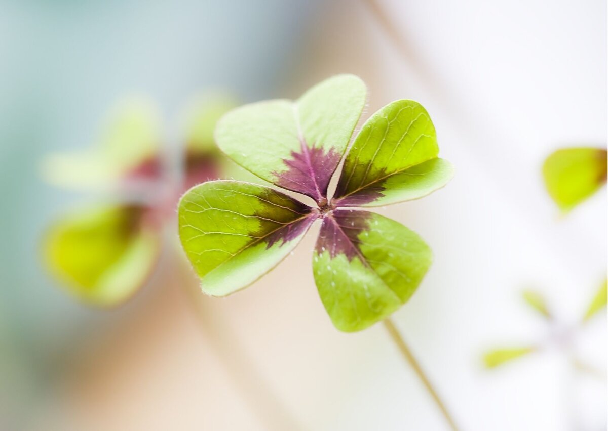 Из ресурсов интернет