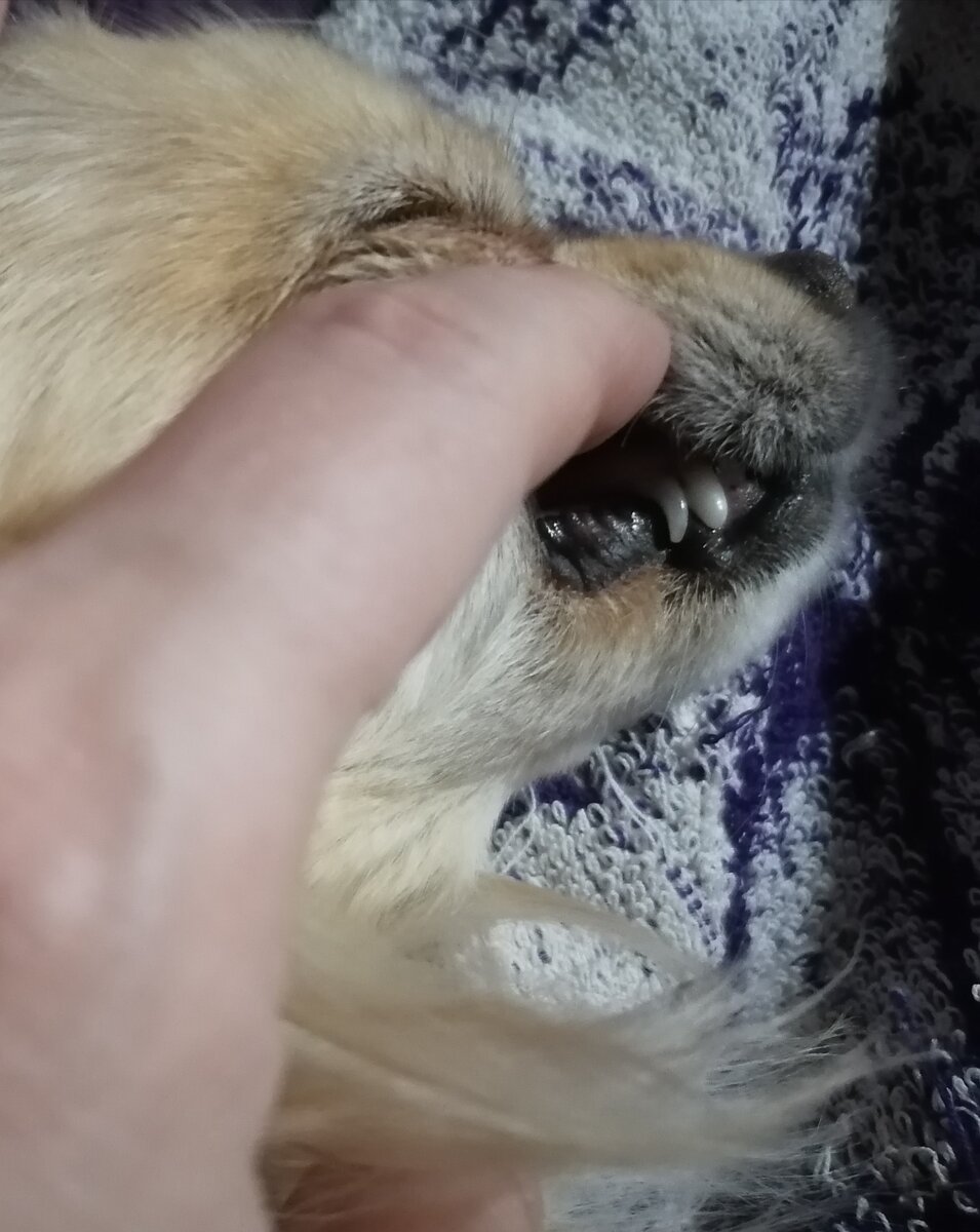 Два клыка справа 