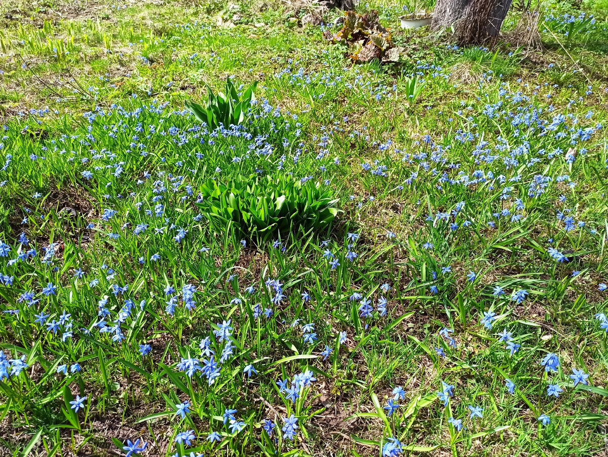 Фото автора. Поляна пролесков под старой яблоней