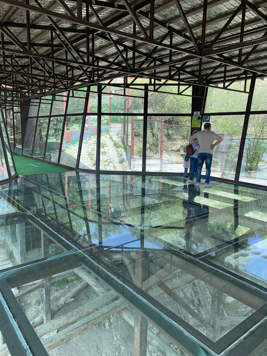 Стеклянный пол в вольере для медведей