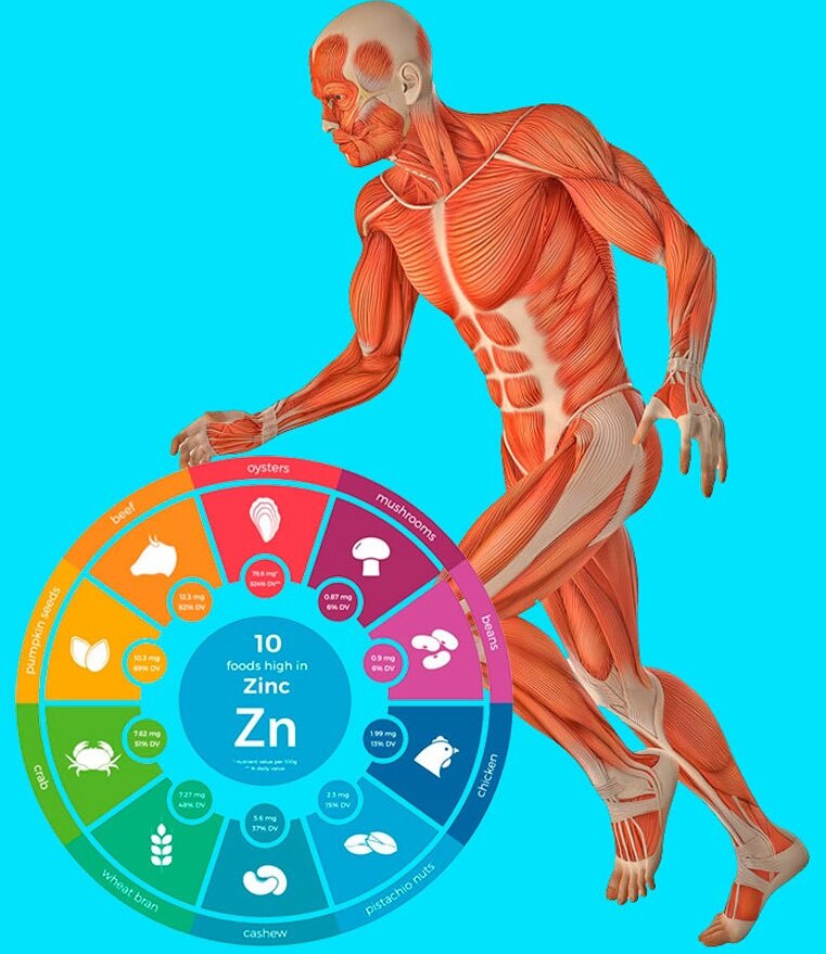 Цинк в организме человека. Чинк в организме человека. Цинк для организма. Роль цинка в организме человека.