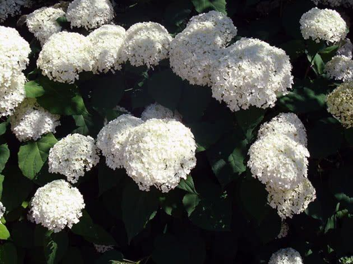 Древовидные гортензии украсят любой сад (источник фото: floristics.info)