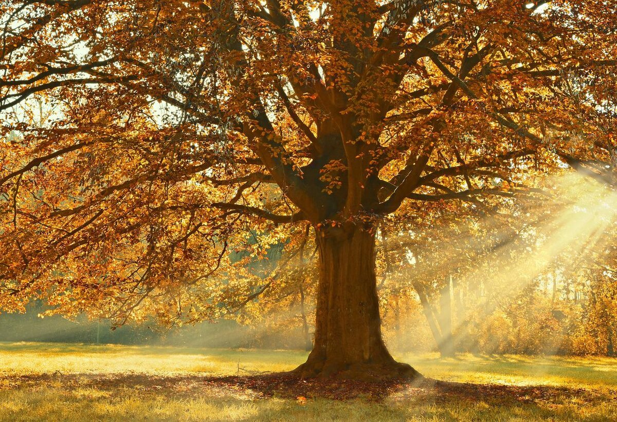 Фото с pixabay.com