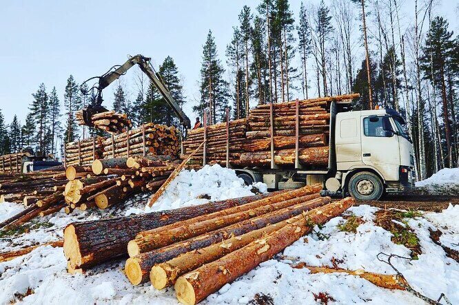 Погрузка «хлыстов» на лесовозы для транспортировки на лесопильное предприятие. 