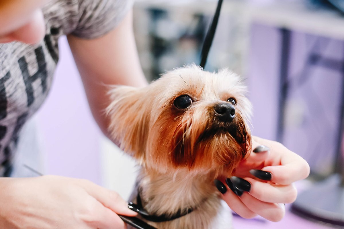 Фото из свободного доступа сети Интернет