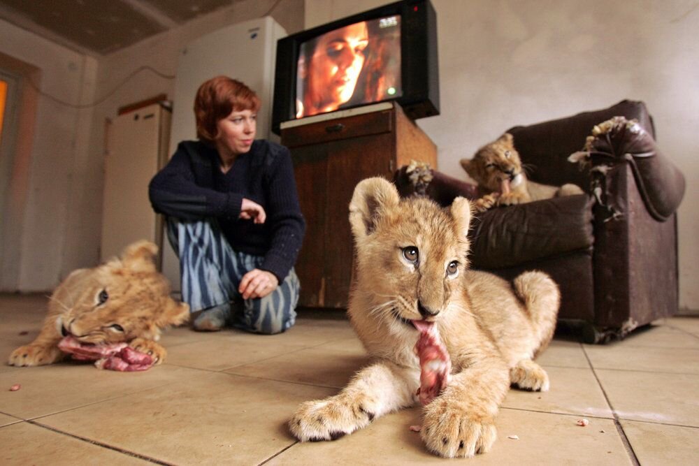 Экзотические животные дома: рассмотрим плюсы и минусы