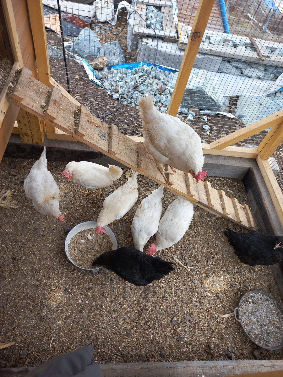 Наши Тамарки