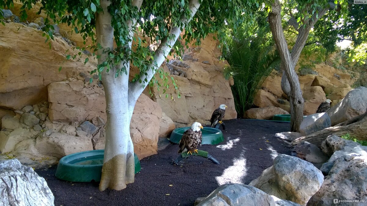 Потрясающий Зоопарк Jungle Park на Тенерифе: ТОП20 Фото