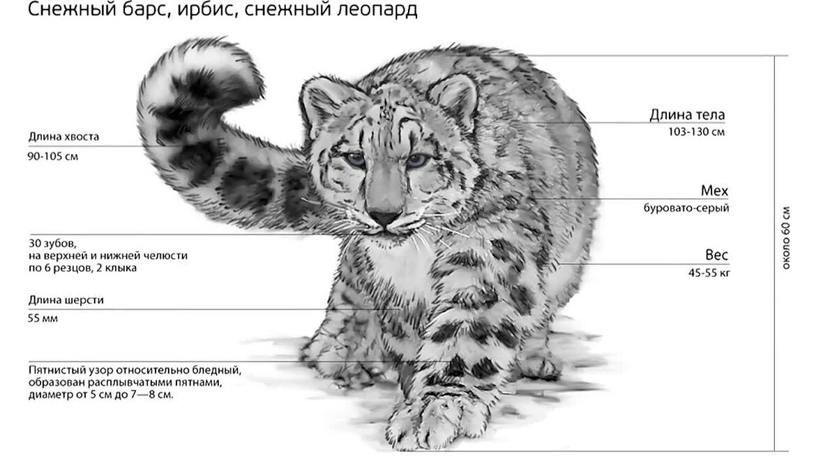 Картинки снежного барса