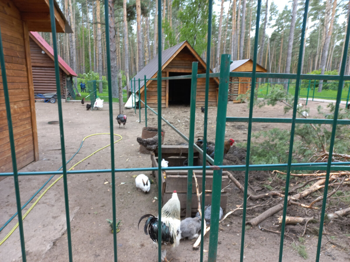 Уютный зоопарк. Фото автора