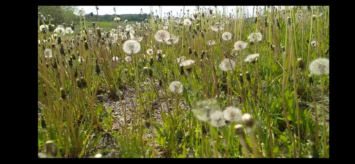 Пугаем одуванчики на остановке