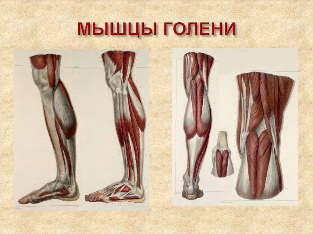 Икры голень камбаловидная мышца